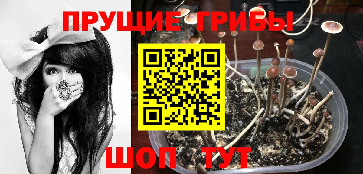 Псилоцибиновые грибы MAGIC MUSHROOMS  Вход с VPN  Балтийск 